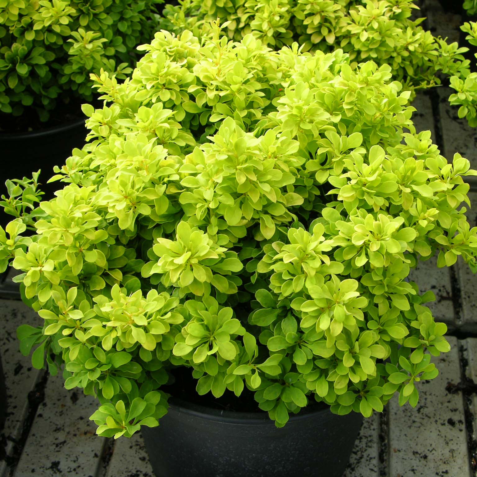 Berberis thunbergii 'Tiny Gold'